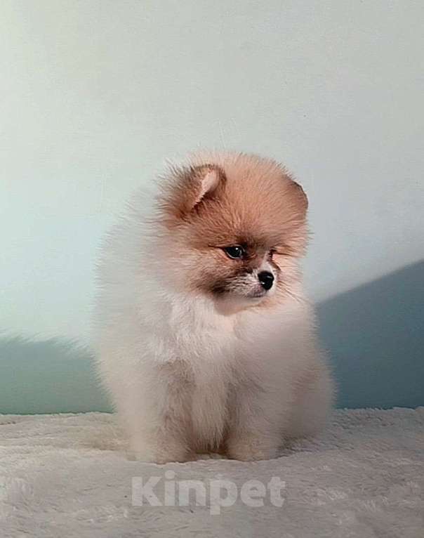 Собаки в Москве: Померанский шпиц, мини девочка Девочка, 25 000 руб. - фото 3