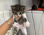 Кошки в Москве: Котята в добрые руки Девочка, Бесплатно - фото 6