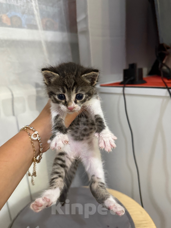 Кошки в Москве: Котята в добрые руки Девочка, Бесплатно - фото 6