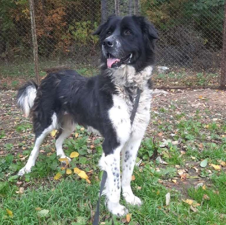 Собаки в Москве: Арья Девочка, Бесплатно - фото 4