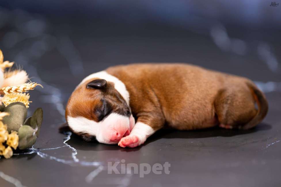 Собаки в других городах Московской области: Мальчик 1 Мальчик, 90 000 руб. - фото 3