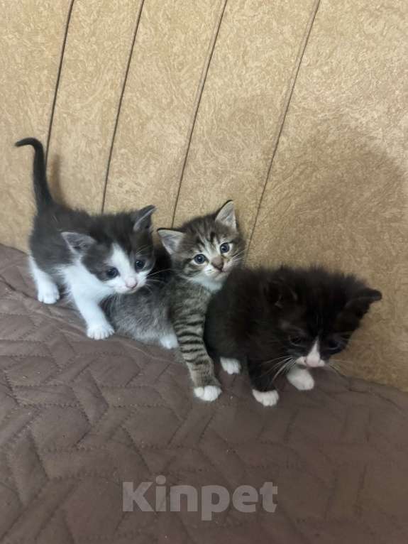 Кошки в Ростове-на-Дону: Отдам в добрые руки Разнополые, Бесплатно - фото 2