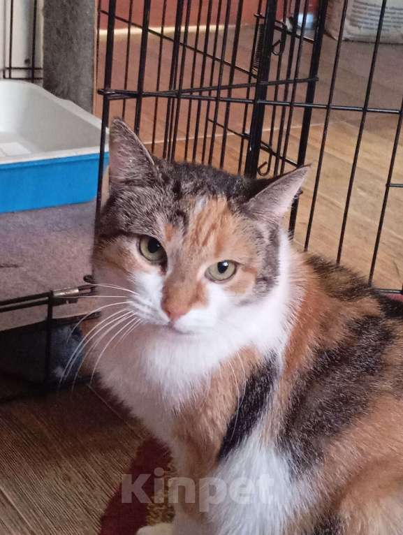 Кошки в Санкт-Петербурге: Робкая Фанечка просит о спасении Девочка, Бесплатно - фото 1