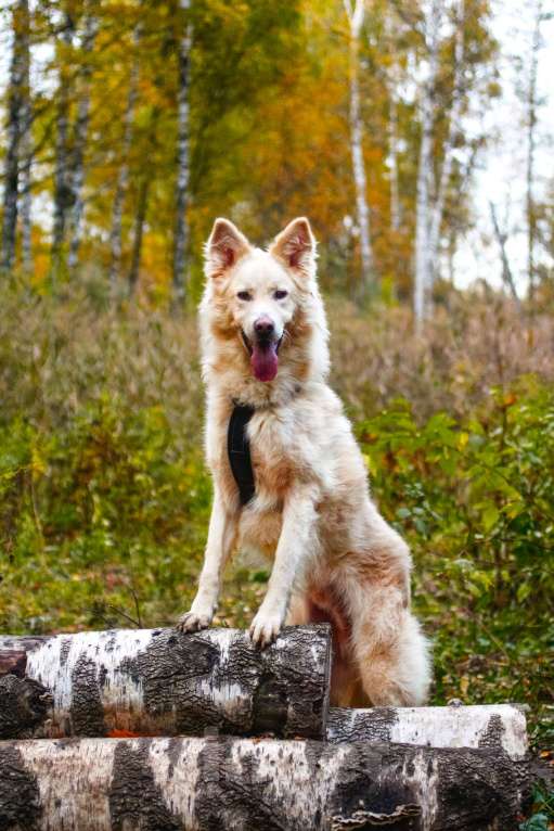 Собаки в Москве: Элазар Мальчик, Бесплатно - фото 4