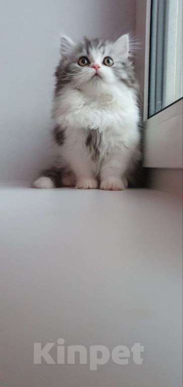 Кошки в Санкт-Петербурге: Шотландский красавчик Мальчик, 55 000 руб. - фото 1