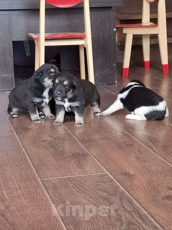 Собаки в других городах Красноярского края: Охранники Мальчик, 1 000 руб. - фото 4