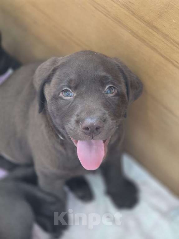 Собаки в других городах Крыма: Щенки лабрадора-ретривера Мальчик, 35 000 руб. - фото 6