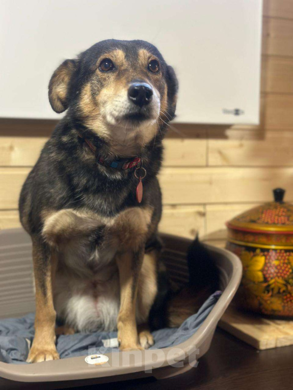 Собаки в Москве: Азура тоже заслужила своё счастье  Девочка, Бесплатно - фото 2