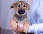 Собаки в Ногинске: Коко - щенок в поисках дома Девочка, Бесплатно - фото 6