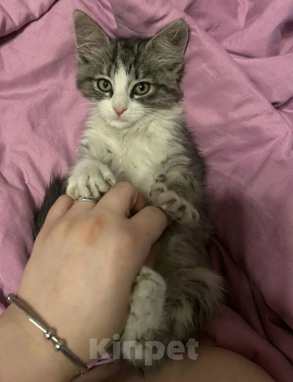 Кошки в Москве: Милый котенок Тим Мальчик, Бесплатно - фото 1