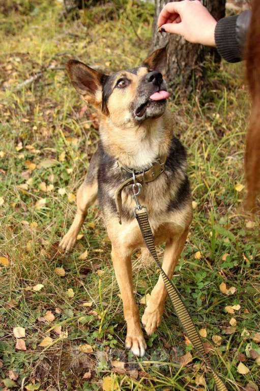 Собаки в Москве: Шелдон Мальчик, Бесплатно - фото 3