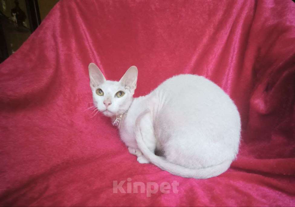 Кошки в Москве: девочка сфинкс 8 месяцев в добрые руки  Девочка, 1 000 руб. - фото 4