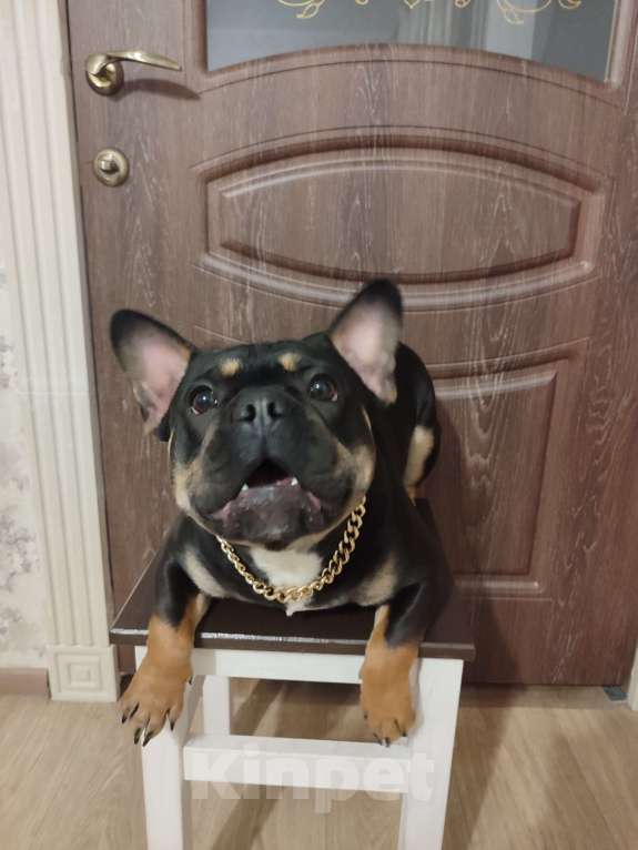 Собаки в других городах Астраханской области: Вязка французского бульдога Мальчик, Бесплатно - фото 7