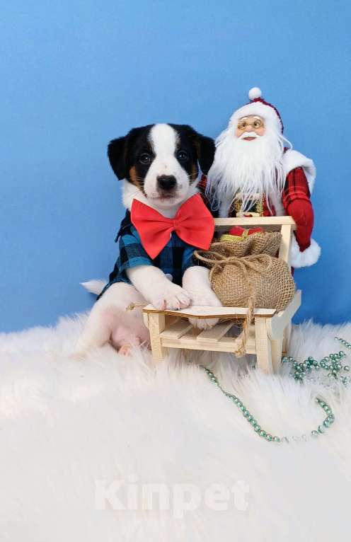 Собаки в Иркутске: Мальчики и девочки  Мальчик, 35 000 руб. - фото 1