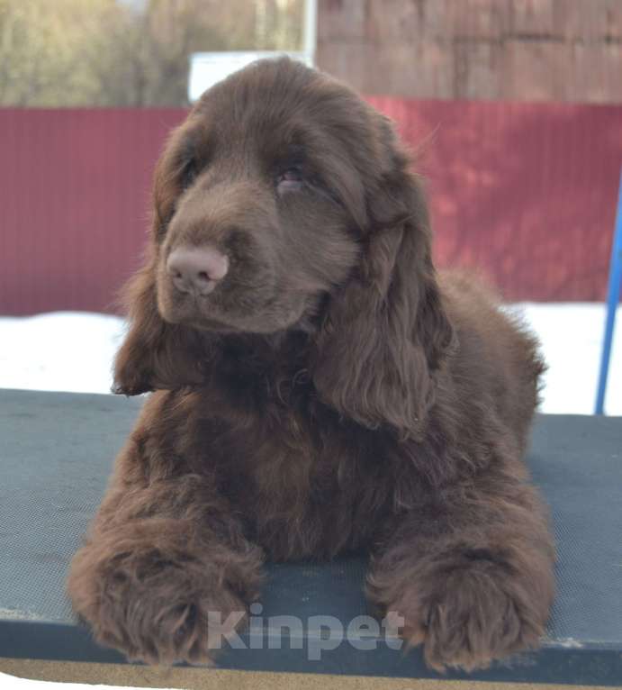 Собаки в Зеленограде: Английский кокер спаниель щенки Мальчик, 70 000 руб. - фото 3