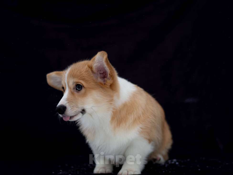 Собаки в Новосибирске: Щенок вельш корги пемброк Девочка, Бесплатно - фото 2