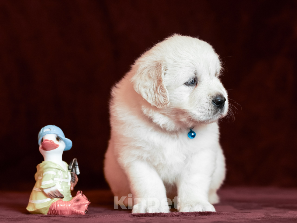 Собаки в других городах Московской области: Лексус Мальчик, 100 000 руб. - фото 2
