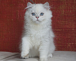 Кошки в Челябинске: Котик хайленд страйт с синими глазами. Мальчик, 25 000 руб. - фото 3