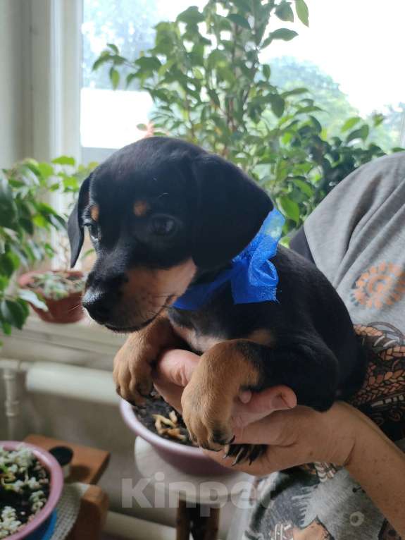 Собаки в Клинцах: Щенок цвергпинчера  Мальчик, 7 500 руб. - фото 2