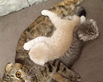 Кошки в Ростове-на-Дону: Шотландская вислоухая порода кошек Мальчик, Бесплатно - фото 3