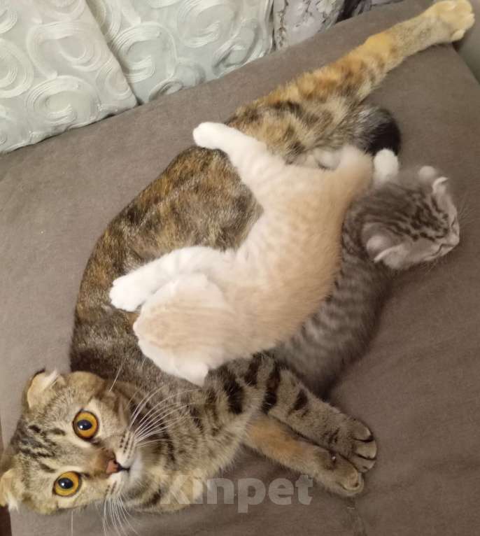 Кошки в Ростове-на-Дону: Шотландская вислоухая порода кошек Мальчик, Бесплатно - фото 3