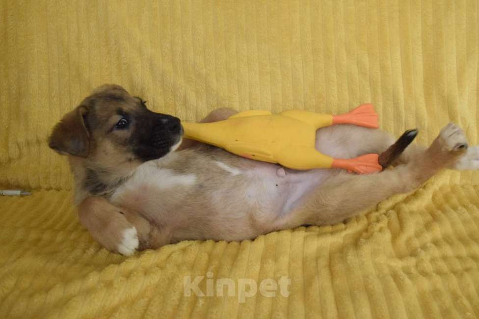 Собаки в Санкт-Петербурге: дети в поиске дома  Мальчик, Бесплатно - фото 4