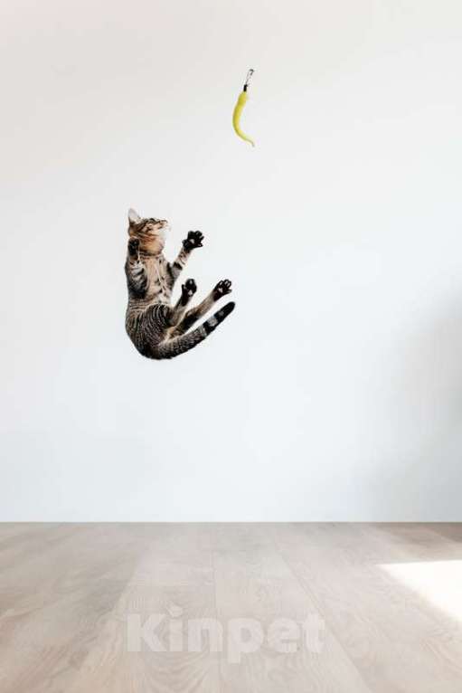 Кошки в Москве: Ручной шпротный котенок Пчёлка ищет дом Девочка, 1 руб. - фото 3