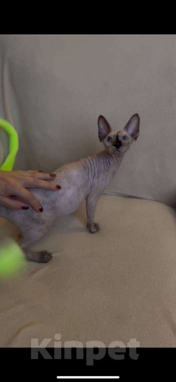 Кошки в Королеве: Синеглазая кошечка канадский сфинкс Девочка, Бесплатно - фото 2