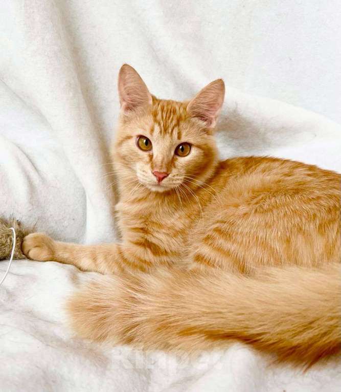 Кошки в Москве: Рыжий котик Фокс в добрые руки Мальчик, Бесплатно - фото 1