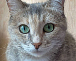 Кошки в Саратове: Потерялась кошка! Девочка, Бесплатно - фото 2