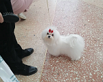 Собаки в Перми: Мальтезе Девочка, 150 000 руб. - фото 2