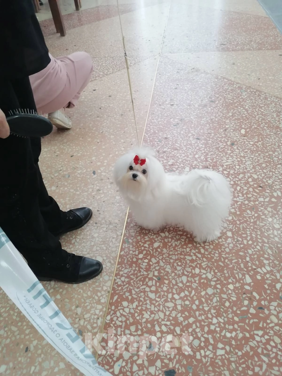Собаки в Перми: Мальтезе Девочка, 150 000 руб. - фото 2