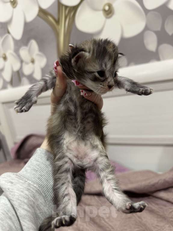 Кошки в Тюмени: Мейн-кун мраморная Девочка, 15 000 руб. - фото 4