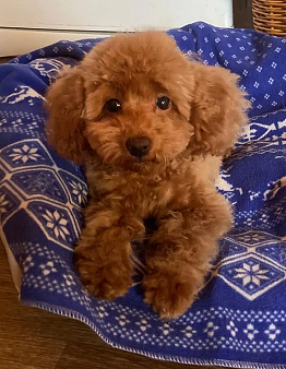 Щенок той-пуделя