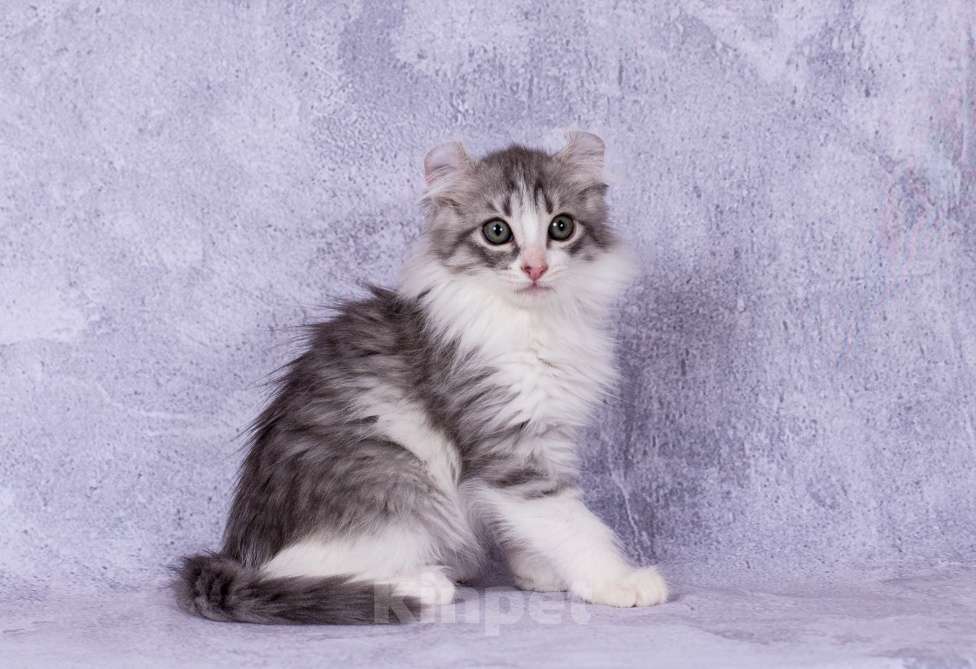 Кошки в Москве: Американский кёрл Девочка, Бесплатно - фото 3