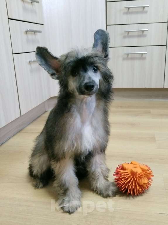 Собаки в Санкт-Петербурге: Пуховые мальчики китайской хохлатой собаки Мальчик, 25 000 руб. - фото 10