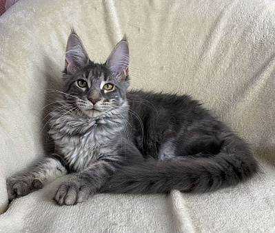 Голубая мраморная девочка мейн кун Замира