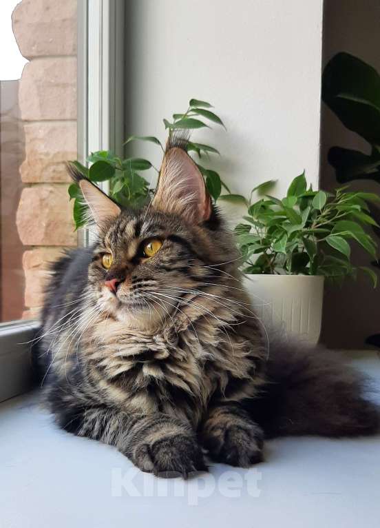 Кошки в Краснодаре:  Ласковая девочка мейн-кун Девочка, 25 000 руб. - фото 2