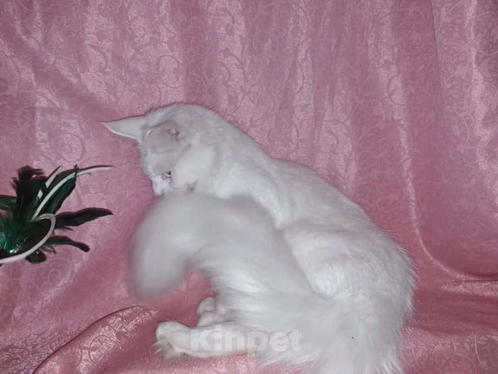 Кошки в Орле: Мейн кунчики.. Документы Девочка, 120 000 руб. - фото 4
