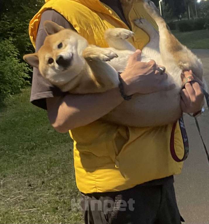 Собаки в Казани: Сиба девочка Девочка, 50 000 руб. - фото 2