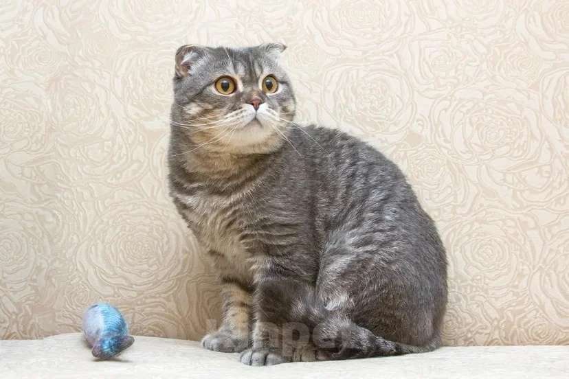 Кошки в Москве: Ищет дом плюшевый Зайка Мальчик, Бесплатно - фото 7