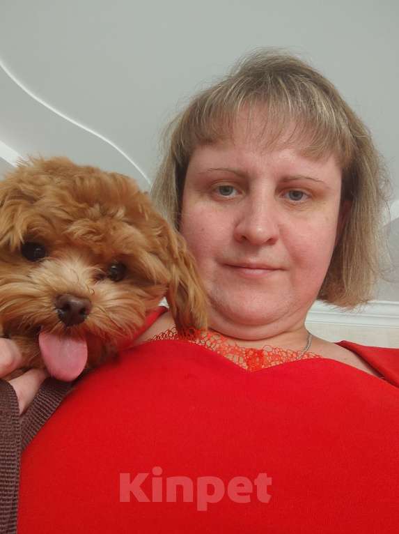 Собаки в Ставрополе: Мальтипу F1 Мальчик, 80 000 руб. - фото 3