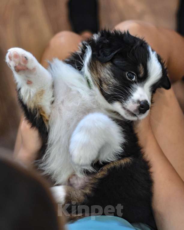 Собаки в других городах Самарской области: Щенок австралийской овчарки (аусси) кобель Мальчик, 80 000 руб. - фото 4
