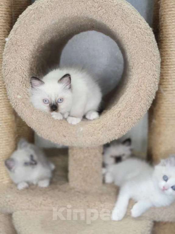 Кошки в Владивостоке: Isabel Девочка, 60 000 руб. - фото 3