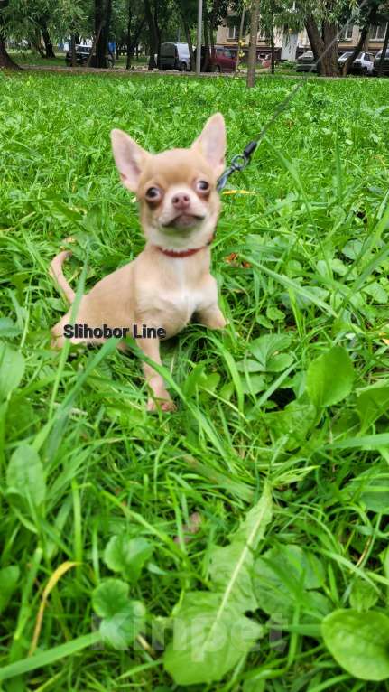 Собаки в Москве: Чихуа лиловая красавица Девочка, Бесплатно - фото 2