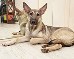 Собаки в Москве: Необычный красавец Форест ищет дом Мальчик, Бесплатно - фото 5