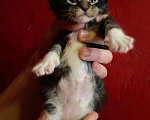 Кошки в Сарове: Котята Мейн кун, 7 000 руб. - фото 4