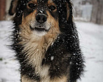 Собаки в Москве: МУСКАТ В ДОБРЫЕ РУКИ Мальчик, Бесплатно - фото 2