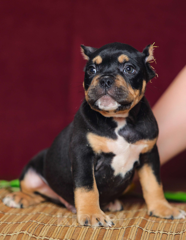 Собаки в Обнинске: Кобели булли черный триколор Мальчик, 150 000 руб. - фото 1