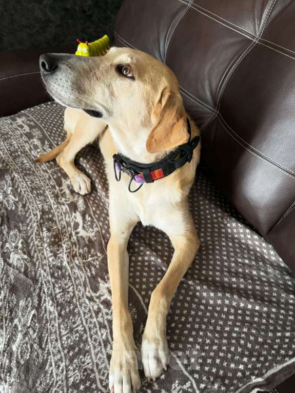 Собаки в Химках: Луна Русская гончая в добрые руки Девочка, Бесплатно - фото 4